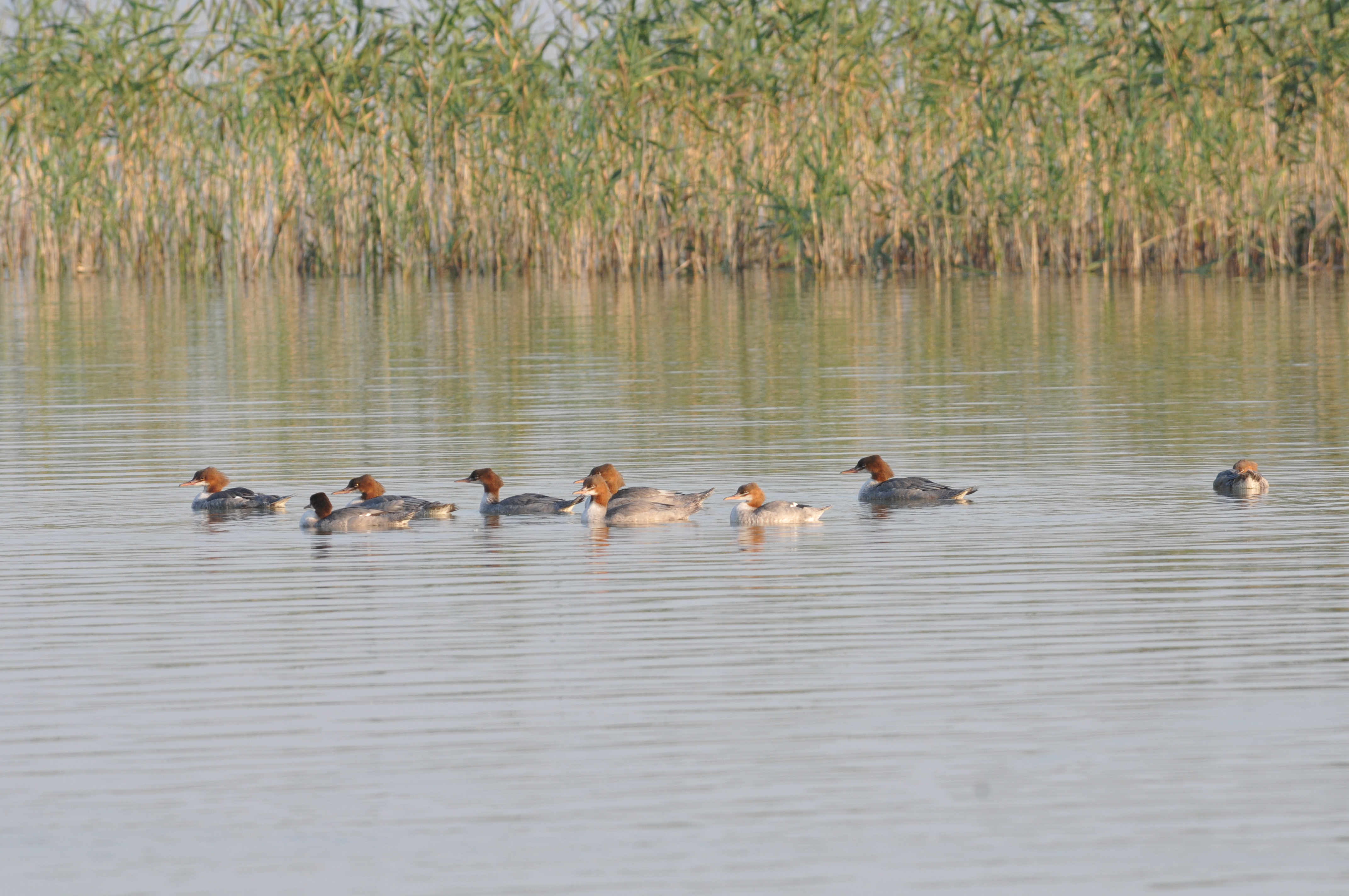 Flock of common merganser.